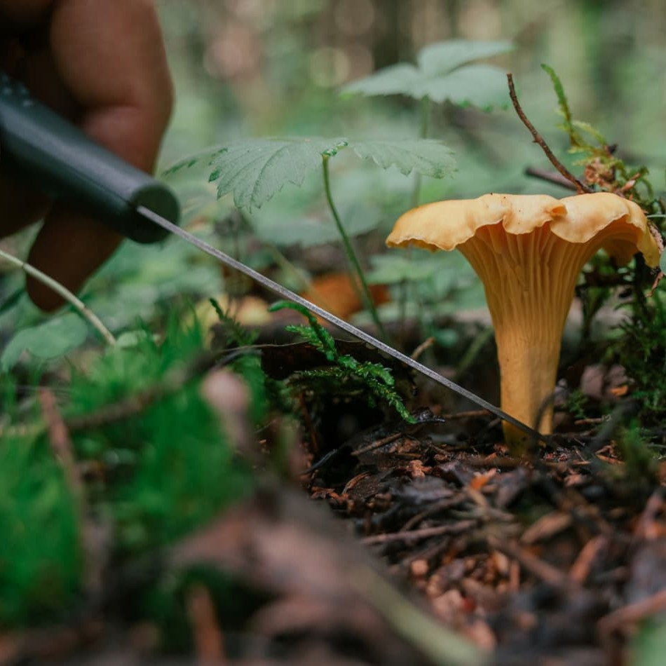 Eierschwammerl suchen im Wald rund um das Hotel Waldfrieden