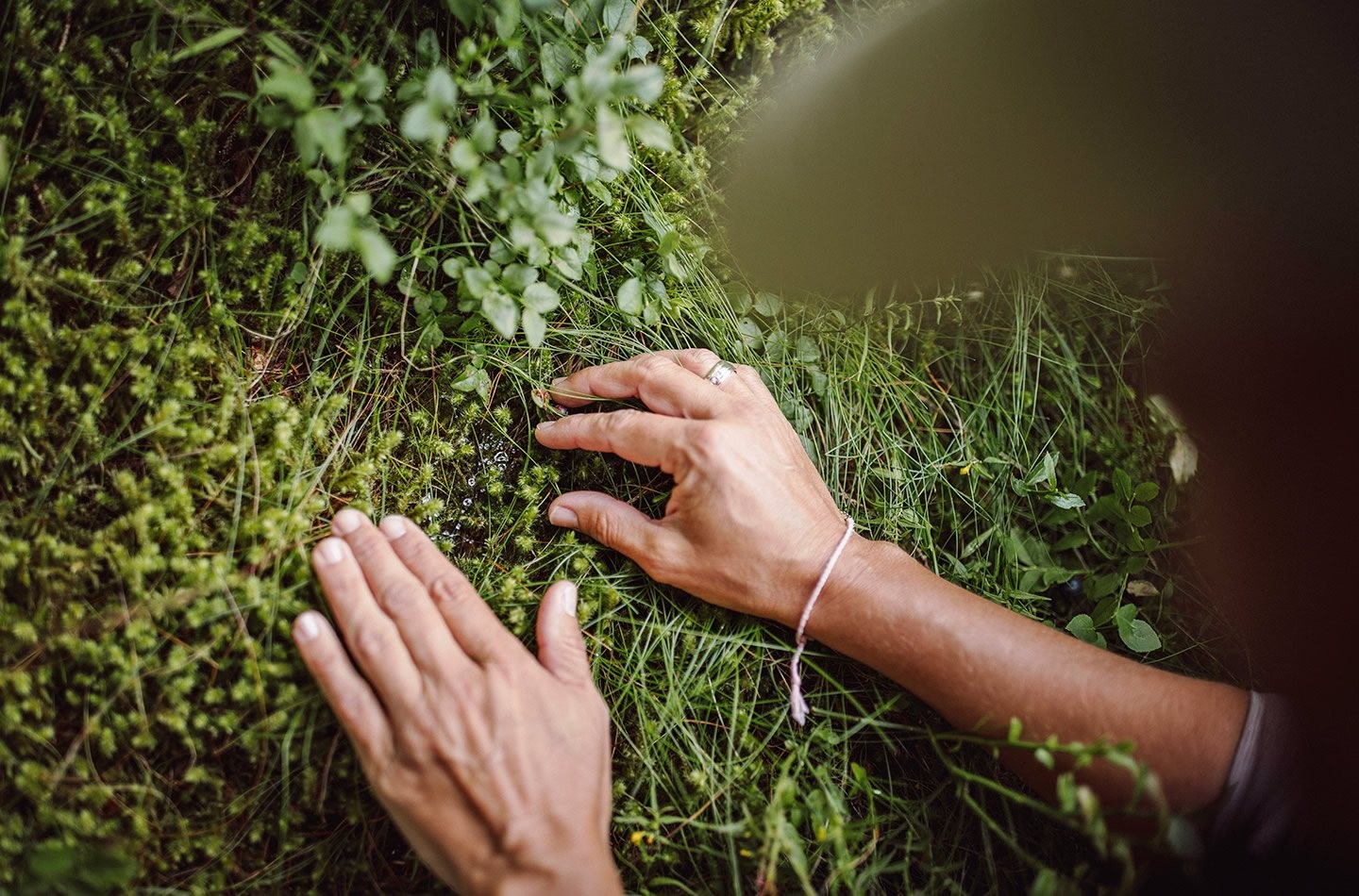 Schwarzbeeren am Waldboden